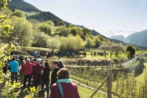 Marillenbluetensingen Foto Presse