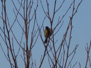 Pilgerweg Müsse 102