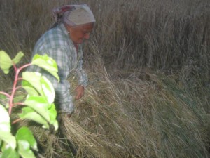 Tschengls Nov. Ende 810