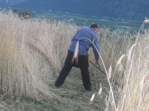 Tschengls Nov. Ende 823