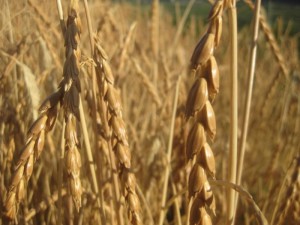 Tschengls Nov. Ende 648