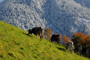 Tschengls Nov. Ende 687