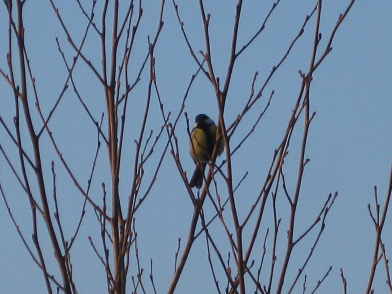 Pilgerweg Müsse 102