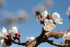 Tschengls Nov. Ende 521