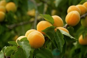 Tschengls Nov. Ende 522